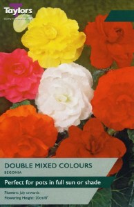 Begonia Double Mixed 3 Bulbs
