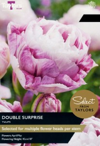 Tulip Double Surprise 5bulbs
