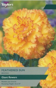 Begonia Exotic Feathered Sun