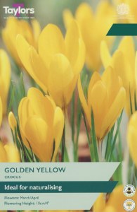 Crocus Golden Yellow