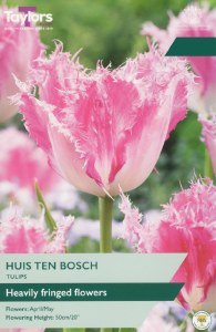 Tulip Huis Ten Bosch