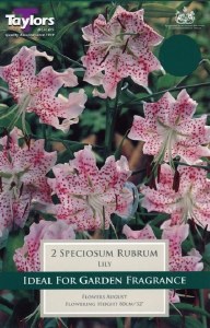 Lily speciosum Rubrum