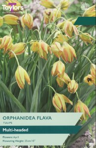 Tulip Orphanidea Flava
