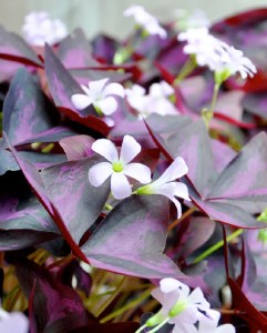 Oxalis Triangularis