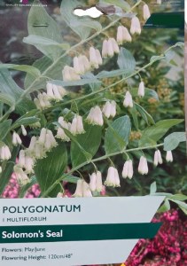Polygonatum multiflorum
