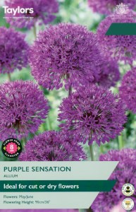 Allium Purple Sensation 8 Bullb