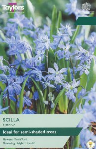 Scilla siberica 20pk