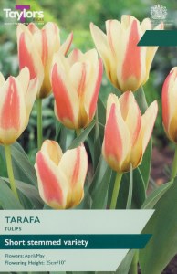 Tulip Tarafa 7 Bulbs