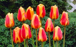 Tulip Apeldoorns Elite 500Bulb