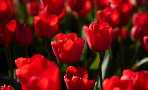 Tulip Apeldoorn 25 Bulbs