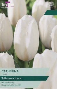 Tulip Catherine 7 Bulbs