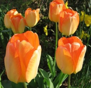Tulip Darwin 'Day Dream' 25Bul