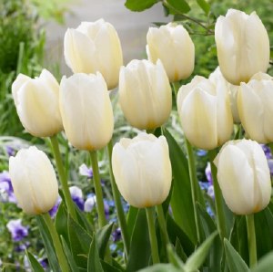 Tulip Pays BAs 25 Bulbs