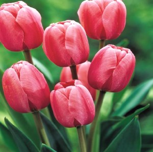 Tulip Pink Impression 25Bulb