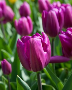 Tulip Purple Flag 25 Bulbs