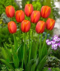Tulip Worlds Favourite 25 Bulb