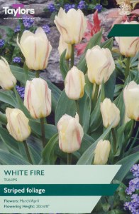 Tulip White Fire 8 Bulbs