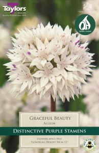 Allium Graceful Beauty 8 Bulbs