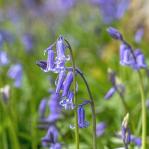 Bluebells Non Scripta Irish 20