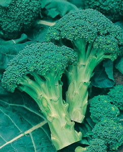 BROCCOLI (Autumn) Green Calabr -  Mr. Fothergills