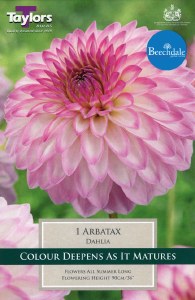Dahlia Arbatax