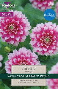 Dahlia Be Kind