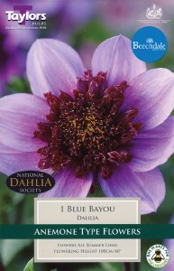 Dahlia Blue Bayou