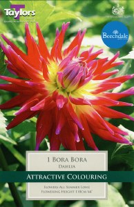 Dahlia Bora Bora