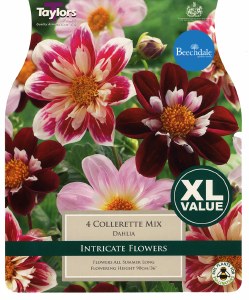 Dahlia Collerette Mix