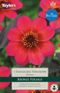 Dahlia Dahlegria Tricolare