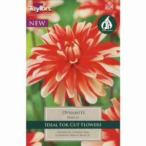 Dahlia Dec.Dynamite