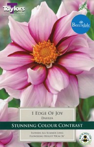 Dahlia Edge of Joy