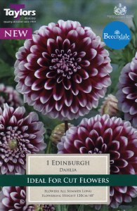 Dahlia Edinburgh