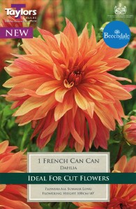 Dahlia French Can Can