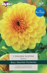 Dahlia Golden Sceptre