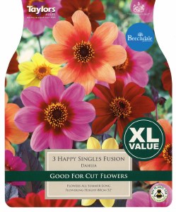 Dahlia Happy Singles Fusion