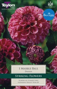Dahlia Marble Ball