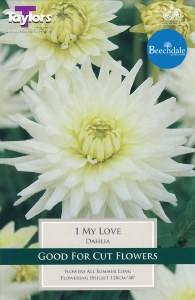 Dahlia My Love