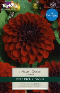 Dahlia Night Queen