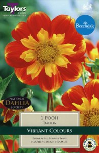 Dahlia Pooh