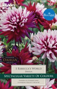Dahlia Rebeccas World