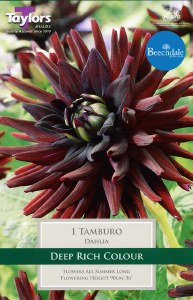Dahlia Tamburi