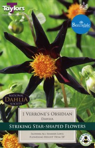 Dahlia Verrone's Obsidian