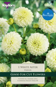Dahlia White Aster