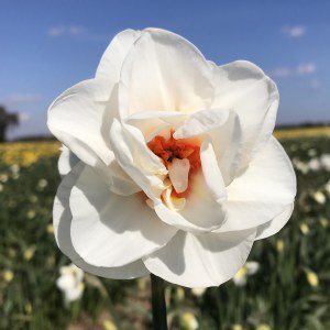 Daffodil Acropolis 20Kg