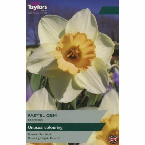 Daffodil Pastel Gem 30 bulbs
