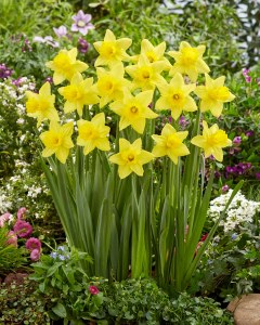 Daffodil Tamara 30 Bulbs