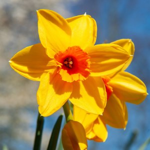 Daffodil Fortune  20Kg