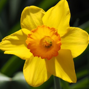 Daff Juanita 20Kg