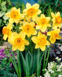 Daffodil Juanita 30 bulbs